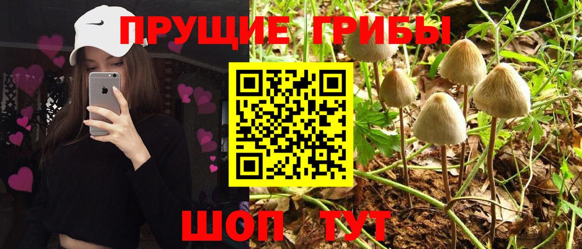 Острогожск  Галлюциногенные грибы Psilocybe  Вход с VPN  Псилоцибиновые грибы мицелий 